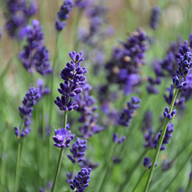 Plant Photo 10