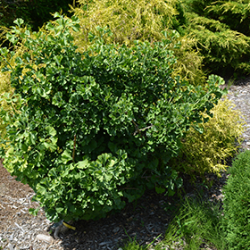 Plant Photo 10