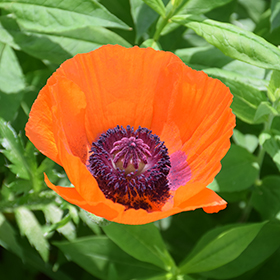 Plant Photo 7