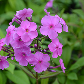 Plant Photo 5