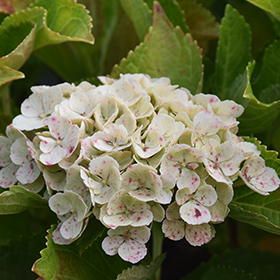Plant Photo 7