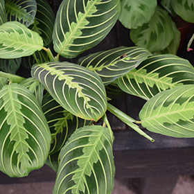 Plant Photo 4