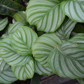 Plant Photo 2