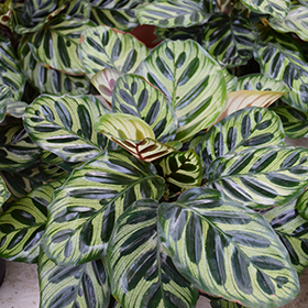 Plant Photo 1