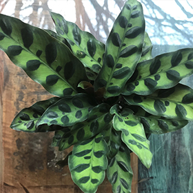 Plant Photo 9