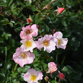 Plant Photo 2