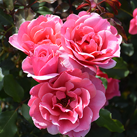 Plant Photo 7