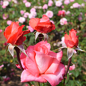 Plant Photo 3