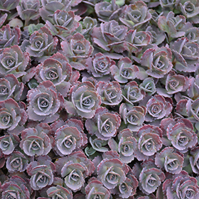 Plant Photo 2