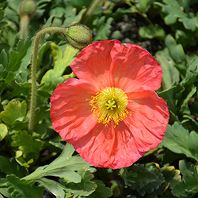 Plant Photo 8