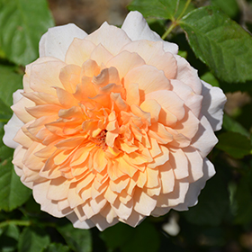 Plant Photo 10