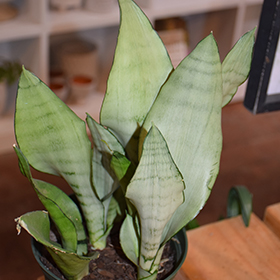 Plant Photo 6