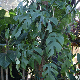 Plant Photo 9