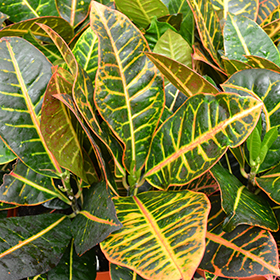 Plant Photo 6