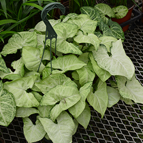 Plant Photo 2