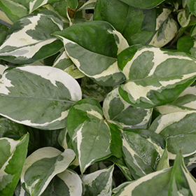 Plant Photo 9