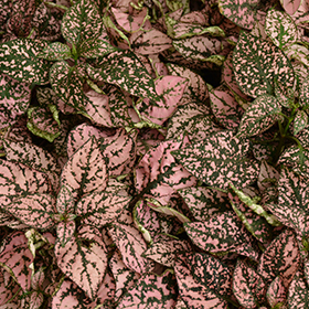 Plant Photo 2