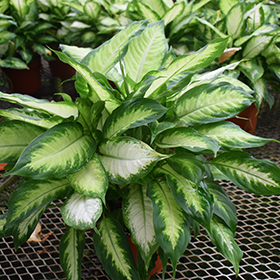 Plant Photo 4