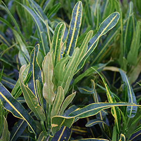 Plant Photo 5