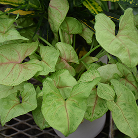 Plant Photo 1