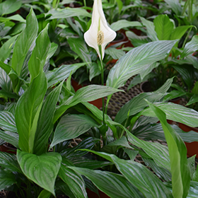 Plant Photo 3