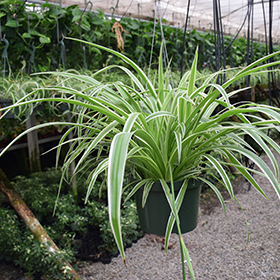 Plant Photo 10