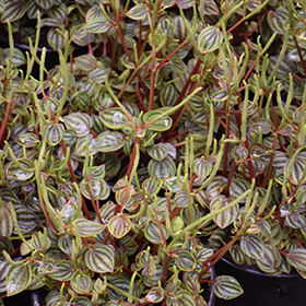 Plant Photo 5