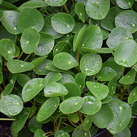 Plant Photo 5