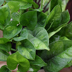 Plant Photo 5