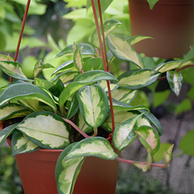 Plant Photo 9