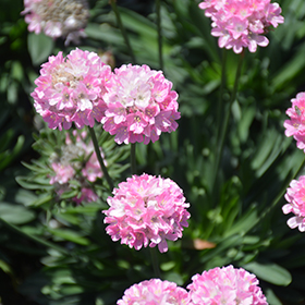 Plant Photo 4