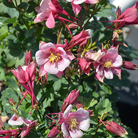 Plant Photo 3