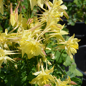 Plant Photo 4