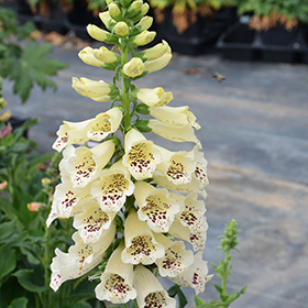 Plant Photo 3