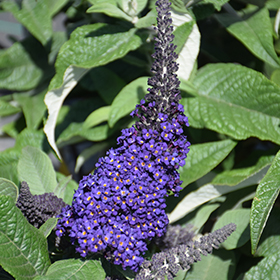 Plant Photo 3