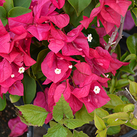 Plant Photo 5