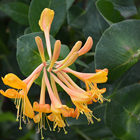 Plant Photo 6