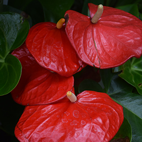 Plant Photo 1