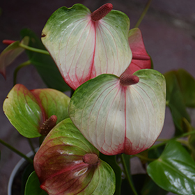 Plant Photo 10
