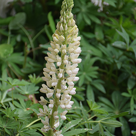 Plant Photo 2