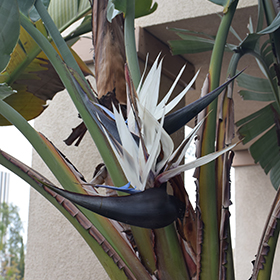 Plant Photo 5