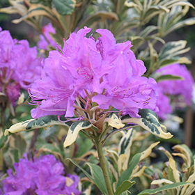 Plant Photo 10