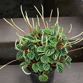 Plant Photo 7
