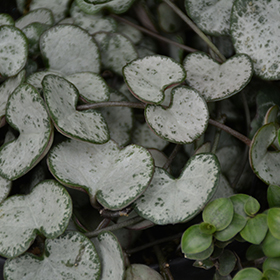 Plant Photo 6