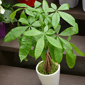 Plant Photo 5