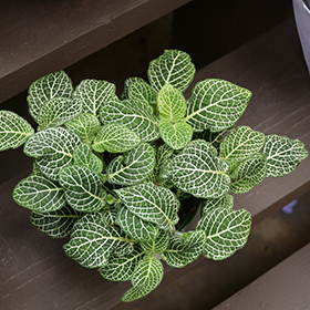 Plant Photo 9