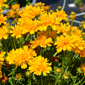 Plant Photo 6