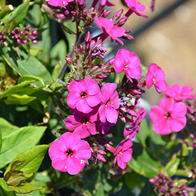 Plant Photo 3