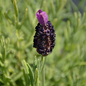 Plant Photo 7