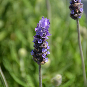 Plant Photo 9